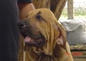 In Memorian - Fila Brasileiro Dourado - Canil Singular - Minotauro